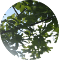 Environment and SDG